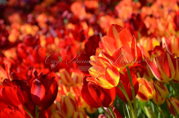 Тюльпан Траутмансдорф (Tulipa Trauttmansdorff) — фото 2