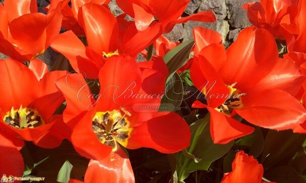 Тюльпан Траутмансдорф (Tulipa Trauttmansdorff) — фото 3