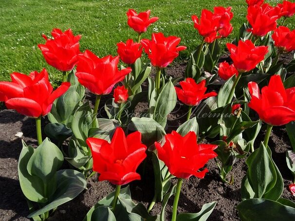 Тюльпан Траутмансдорф (Tulipa Trauttmansdorff) — фото 4