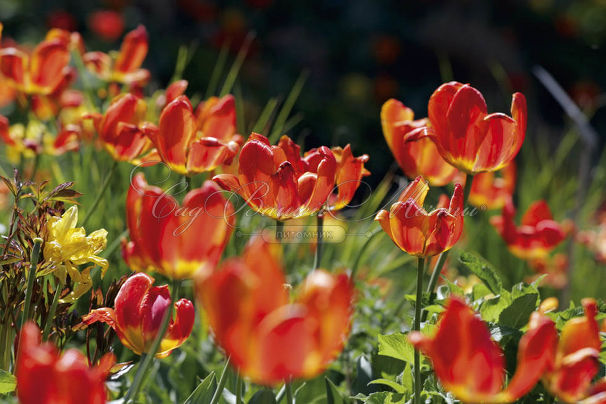 Тюльпан Траутмансдорф (Tulipa Trauttmansdorff) — фото 6