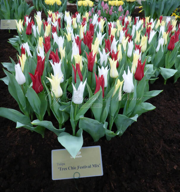 Тюльпан Тре Шик Фестиваль Микс (Tulipa Tres Chic Festival Mix) — фото 2