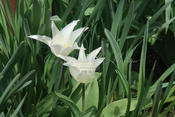 Тюльпан Тре Шик Фестиваль Микс (Tulipa Tres Chic Festival Mix) — фото 4