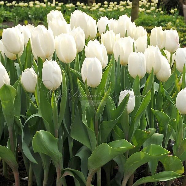Тюльпан Триумф Белый (Tulipa Triumph White) — фото 3