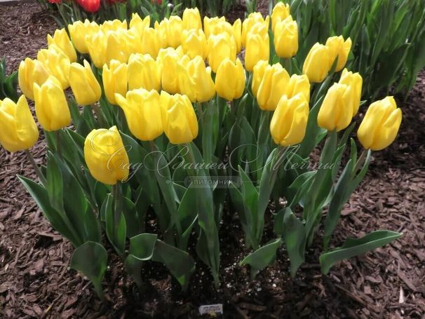 Тюльпан Триумф Жёлтый (Tulipa Triumph Yellow) — фото 2