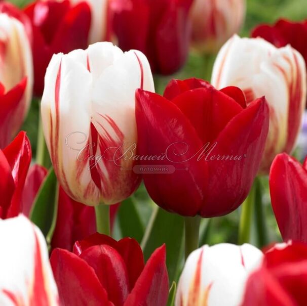 Тюльпан Триумф Красно-белый (Tulipa Triumph Red-White) — фото 2