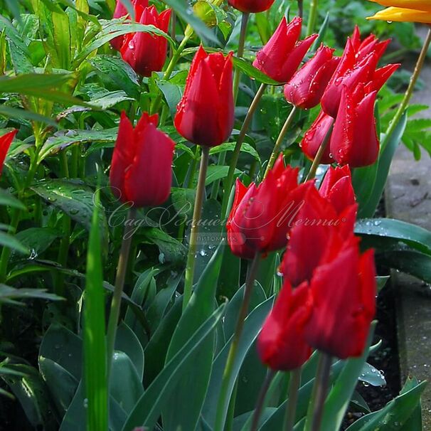 Тюльпан Триумф Красный (Tulipa Triumph Red) — фото 2