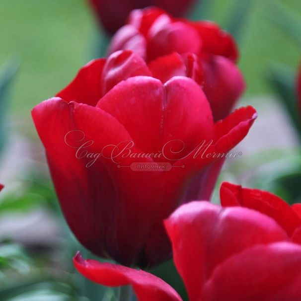 Тюльпан Триумф Красный (Tulipa Triumph Red) — фото 3