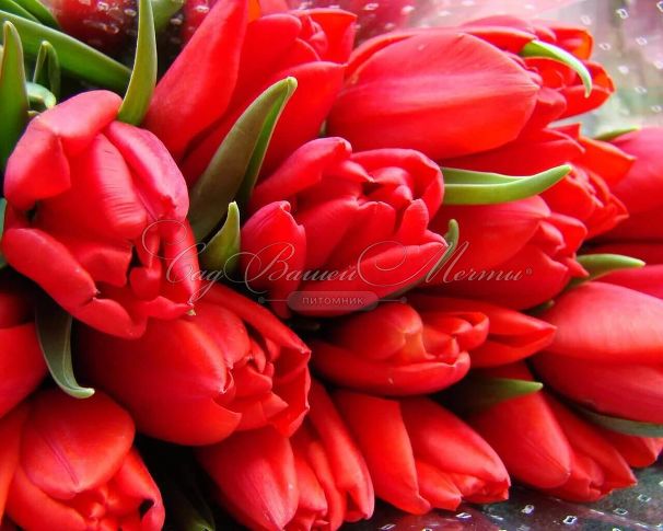 Тюльпан Триумф Красный (Tulipa Triumph Red) — фото 4