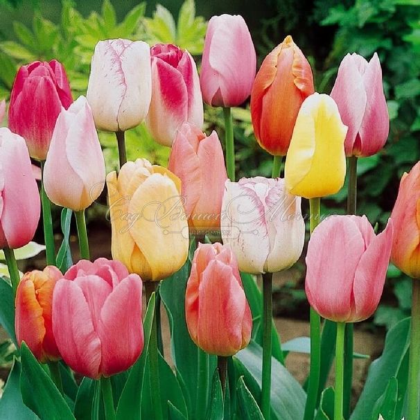 Тюльпан Триумф Микс (Tulipa Triumph Mix) — фото 2