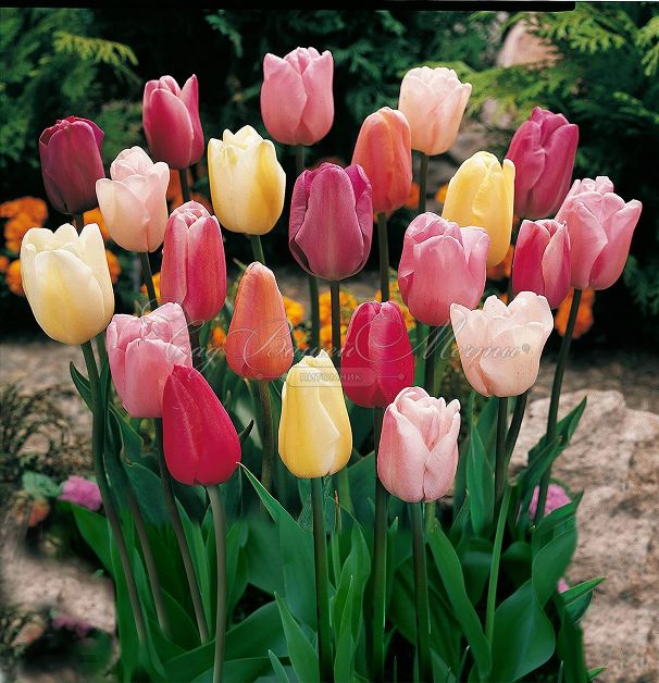 Тюльпан Триумф Микс (Tulipa Triumph Mix) — фото 4