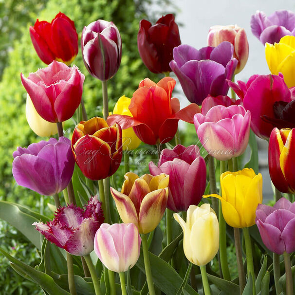 Тюльпан Триумф Микс (Tulipa Triumph Mix) — фото 5