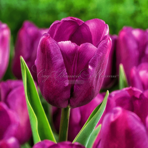 Тюльпан Триумф Пёрпл (Tulipa Triumph Purple) — фото 2