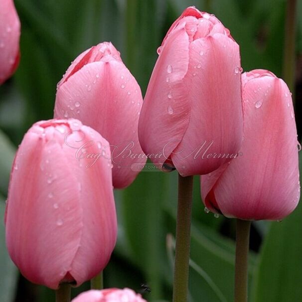 Тюльпан Триумф Розовый (Tulipa Triumph Pink) — фото 3