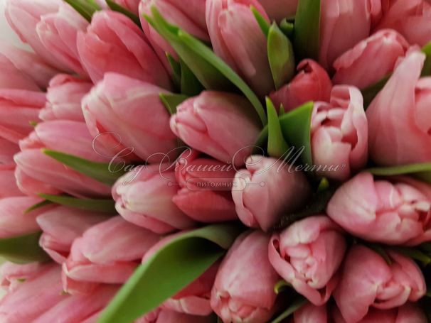 Тюльпан Триумф Розовый (Tulipa Triumph Pink) — фото 4