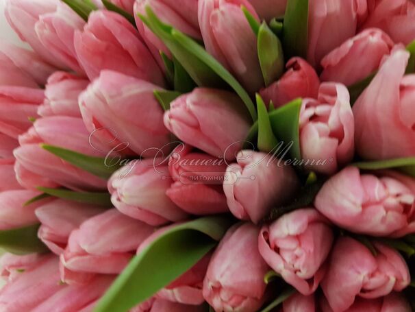 Тюльпан Триумф Розовый (Tulipa Triumph Pink) — фото 4