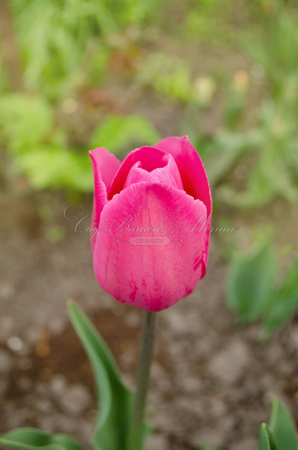 Тюльпан Триумф Розовый (Tulipa Triumph Pink) — фото 5