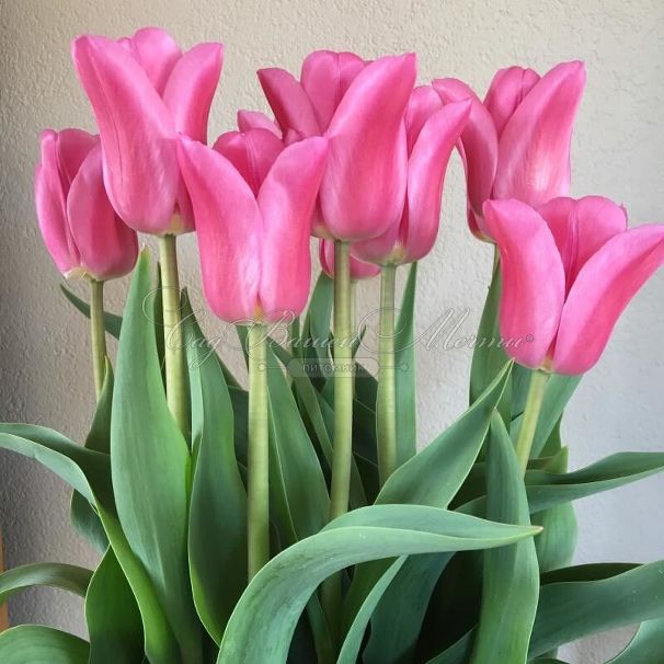 Тюльпан Триумф Розовый (Tulipa Triumph Pink) — фото 6