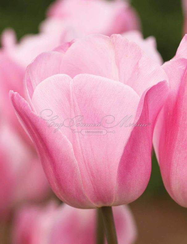 Тюльпан Триумф Розовый (Tulipa Triumph Pink) — фото 7
