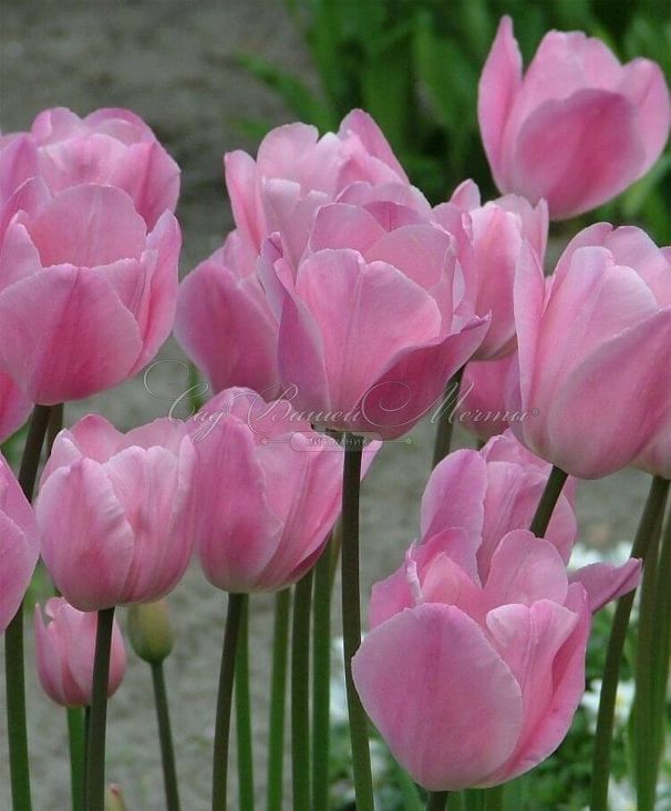 Тюльпан Триумф Розовый (Tulipa Triumph Pink) — фото 8