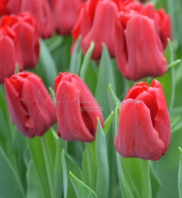 Тюльпан Седов (Tulipa Seadov) — фото 2