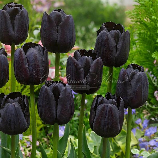 Тюльпан Триумф Чёрный (Tulipa Triumph Black) — фото 2