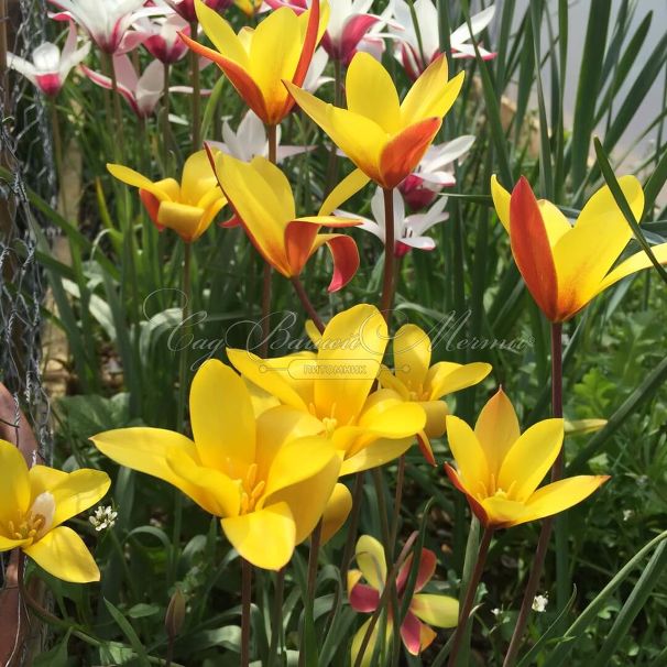 Тюльпан Тубержен Гем (Tulipa chrysantha Tubergen's Gem) — фото 2
