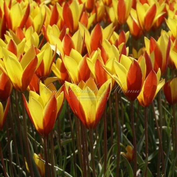 Тюльпан Тубержен Гем (Tulipa chrysantha Tubergen's Gem) — фото 3