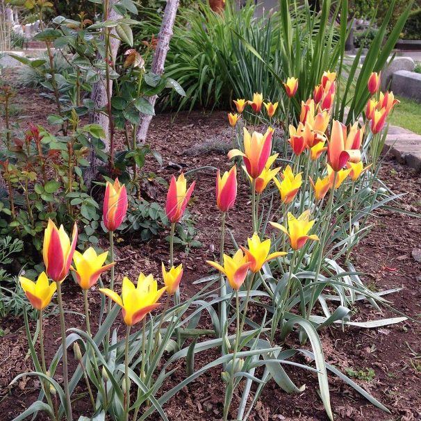 Тюльпан Тубержен Гем (Tulipa chrysantha Tubergen's Gem) — фото 4