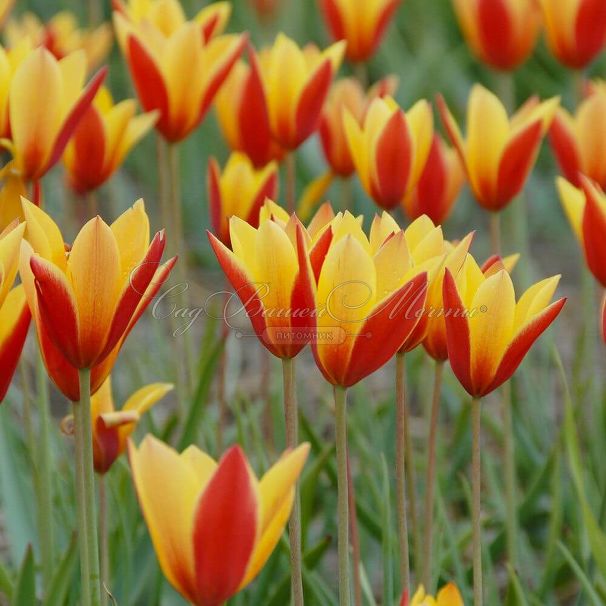Тюльпан Тубержен Гем (Tulipa chrysantha Tubergen's Gem) — фото 5