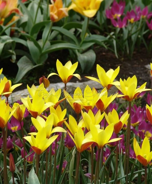 Тюльпан Тубержен Гем (Tulipa chrysantha Tubergen's Gem) — фото 6