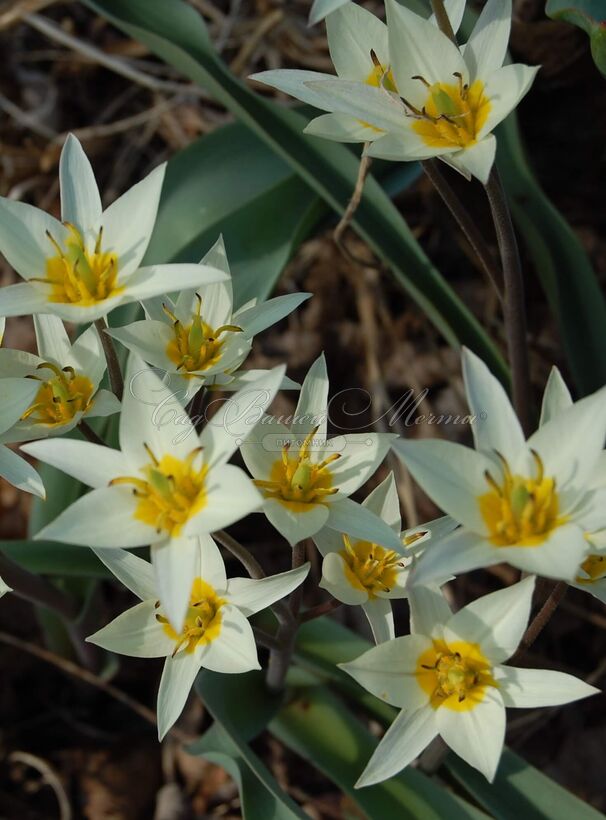 Тюльпан Туркестаника (Tulipa turkestanica) — фото 2