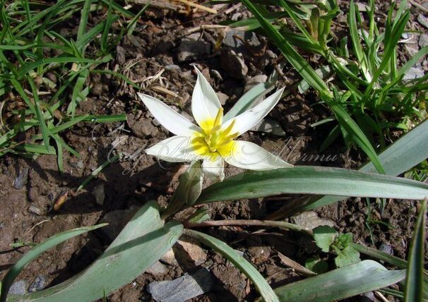 Тюльпан Туркестаника (Tulipa turkestanica) — фото 3