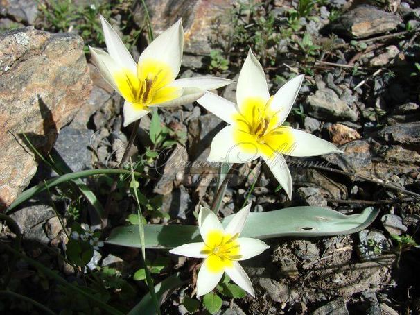 Тюльпан Туркестаника (Tulipa turkestanica) — фото 4
