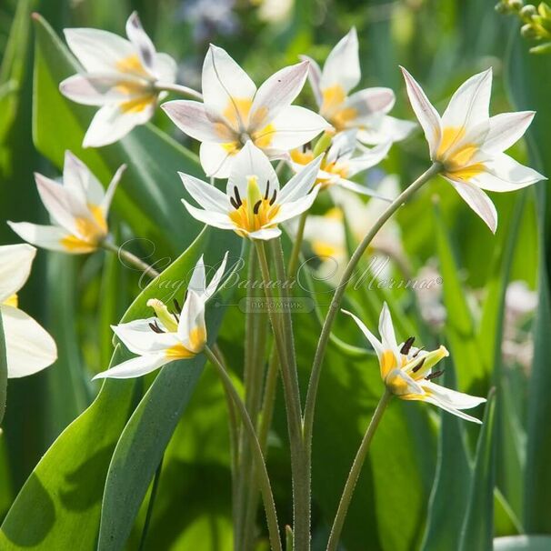 Тюльпан Туркестаника (Tulipa turkestanica) — фото 5