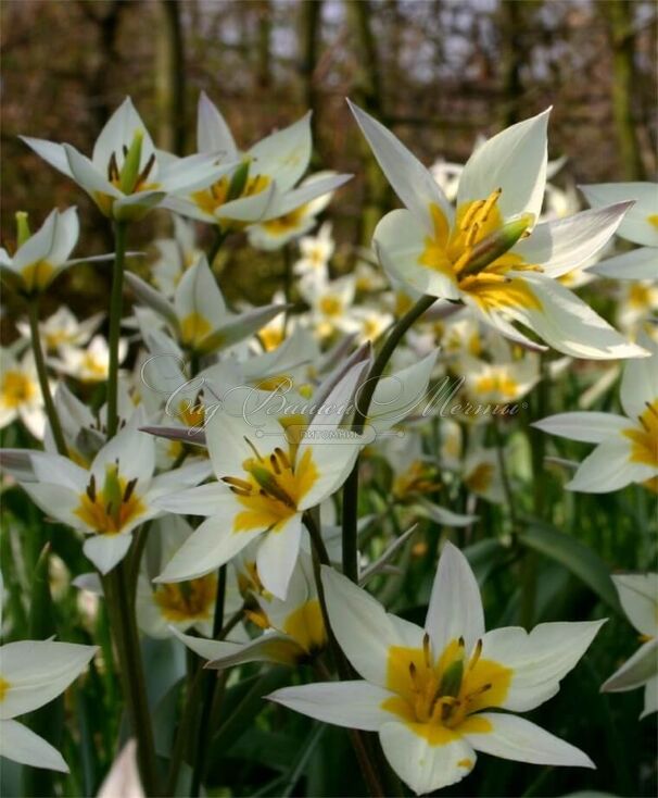 Тюльпан Туркестаника (Tulipa turkestanica) — фото 6