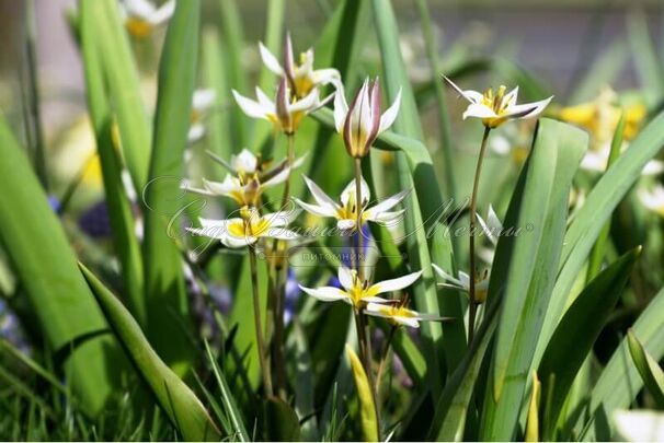 Тюльпан Туркестаника (Tulipa turkestanica) — фото 8