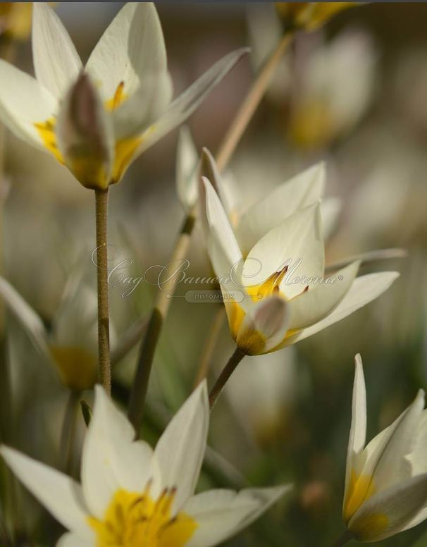 Тюльпан Туркестаника (Tulipa turkestanica) — фото 9