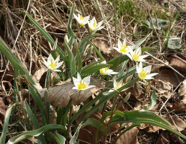 Тюльпан Туркестаника (Tulipa turkestanica) — фото 10