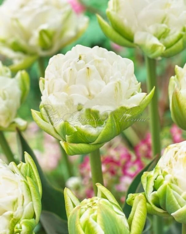 Тюльпан Уайт Маунтин (Tulipa White Mountain) — фото 3