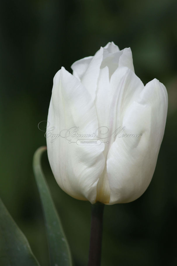 Тюльпан Уайт Принс (Tulipa White Prince) — фото 2
