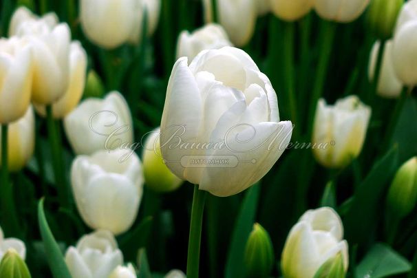 Тюльпан Уайт Принс (Tulipa White Prince) — фото 3