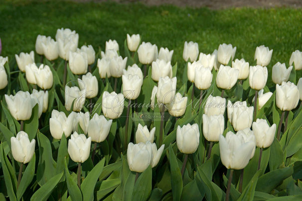 Тюльпан Уайт Принс (Tulipa White Prince) — фото 5