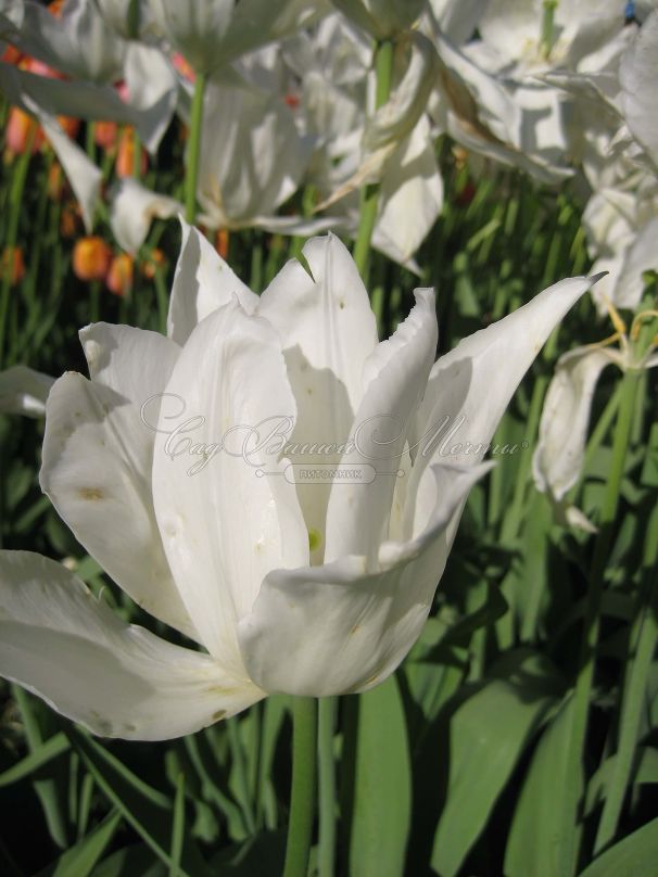 Тюльпан Уайт Триумфатор (Tulipa White Triumphator) — фото 2