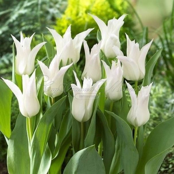 Тюльпан Уайт Триумфатор (Tulipa White Triumphator) — фото 3