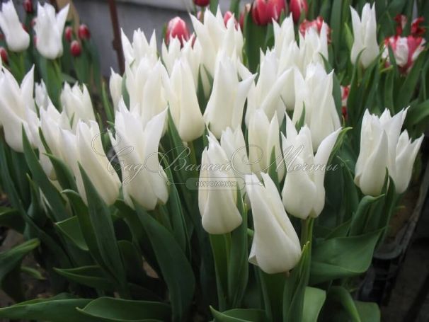 Тюльпан Уайт Триумфатор (Tulipa White Triumphator) — фото 4