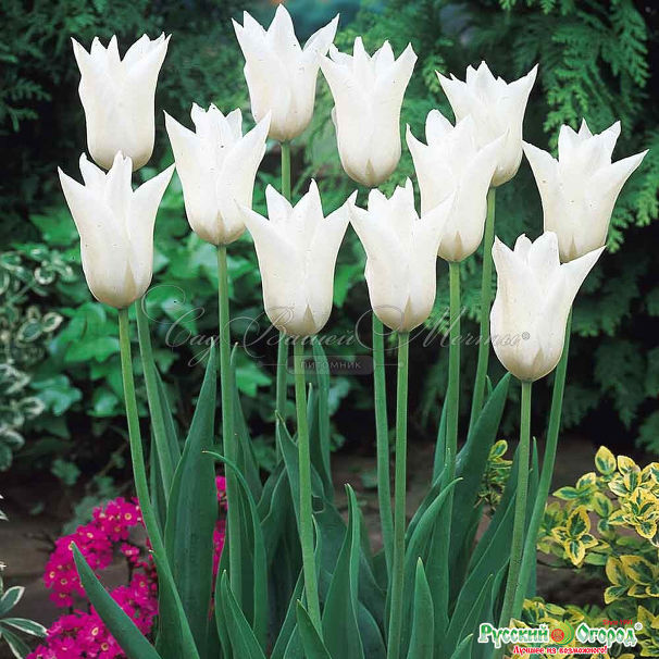 Тюльпан Уайт Триумфатор (Tulipa White Triumphator) — фото 5