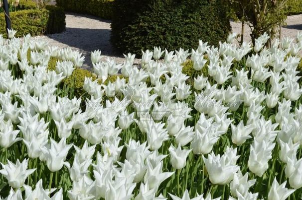 Тюльпан Уайт Триумфатор (Tulipa White Triumphator) — фото 6