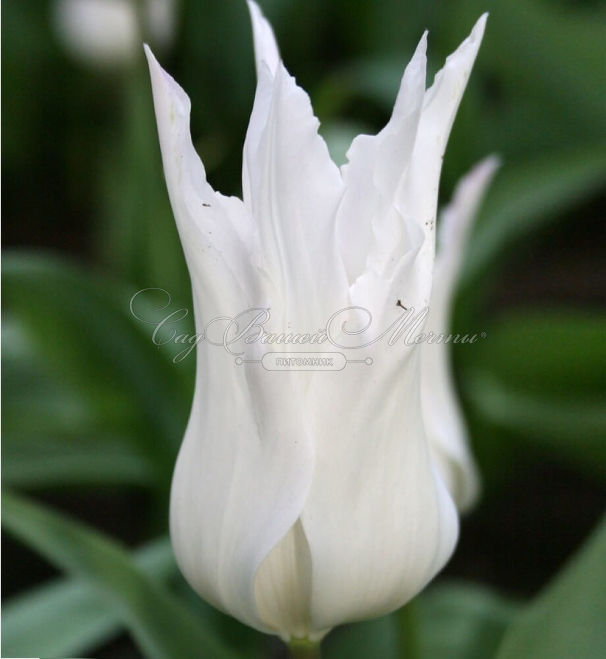 Тюльпан Уайт Триумфатор (Tulipa White Triumphator) — фото 7