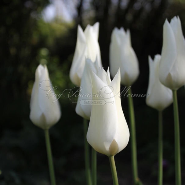 Тюльпан Уайт Триумфатор (Tulipa White Triumphator) — фото 8