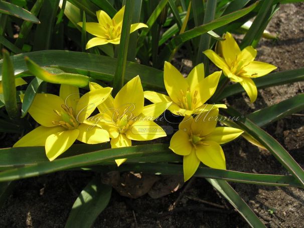 Тюльпан урумийский (Tulipa urumiensis) — фото 4
